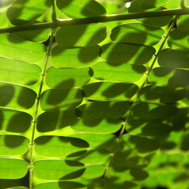 istock Green leaves on black background 1150010660