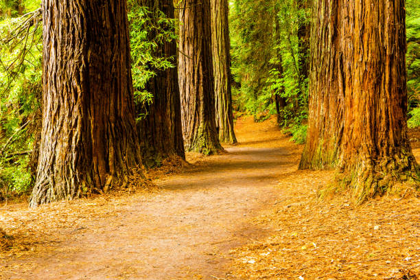 istock Rotorua Redwoods Forest Walk 1150012613
