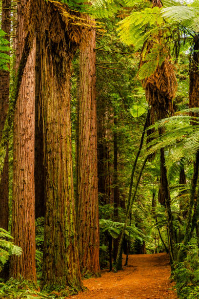 istock Rotorua Redwoods Forest Walk 1150012614