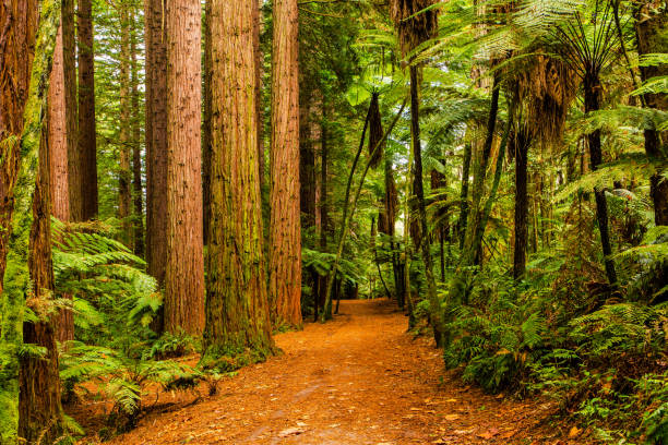 istock Rotorua Redwoods Forest Walk 1150012674