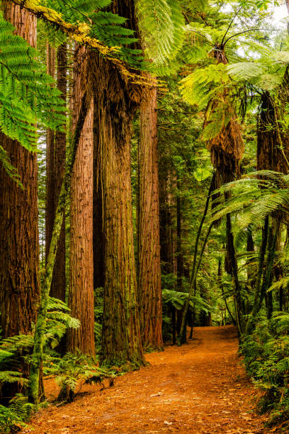 istock Rotorua Redwoods Forest Walk 1150012725
