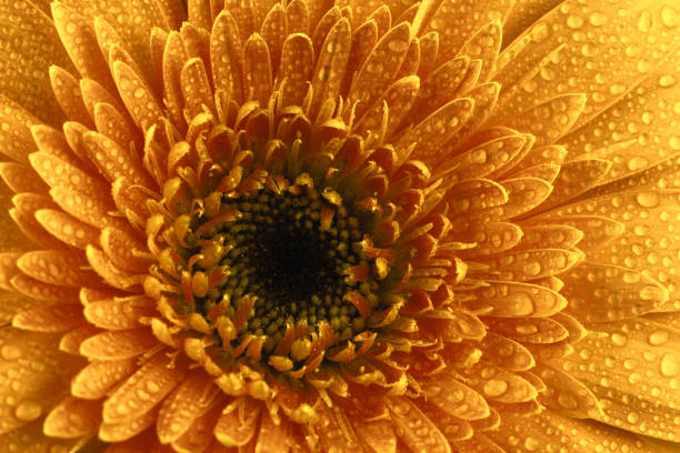 istock Golden Flower With Water Drops 1150013432