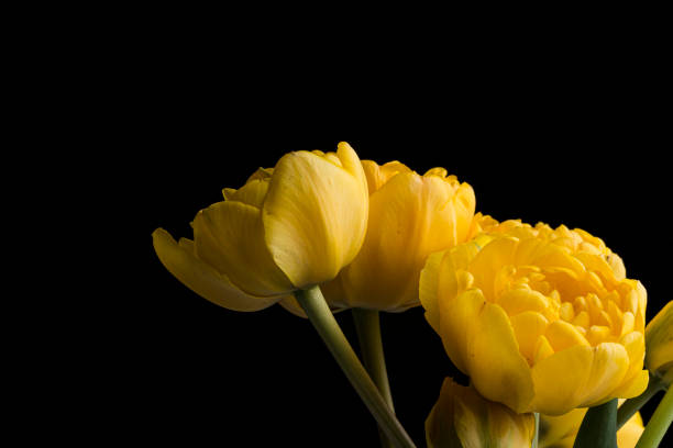 Yellow smooth petals peony flower bouquet on a solid black background