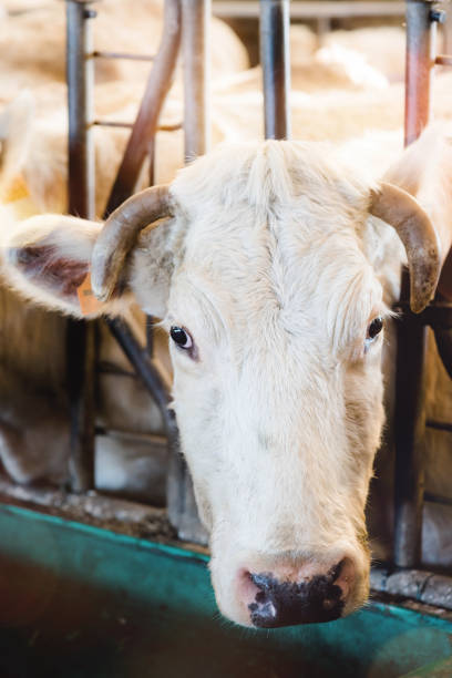 istock farming of Charolais cows in stable 1150016621
