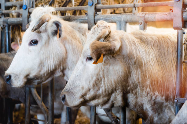 farming of Charolais cows for meat