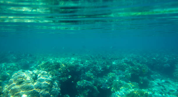 istock coral fish, coral reef, underwater 1150016762