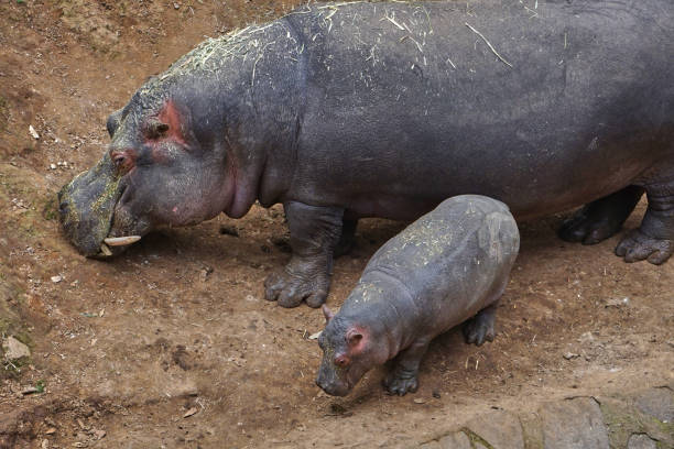 istock mom and baby hippopotamus 1150017452