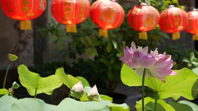 Red paper lanterns hanging in temple yard on sunny day between juicy greenery in oriental country. traditional chinese new year decoration. Pink lotus flower with green leaves as symbol of Buddhism.
