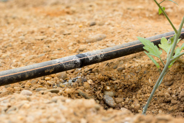 istock drip irrigation of tomato seedlings 1150018617
