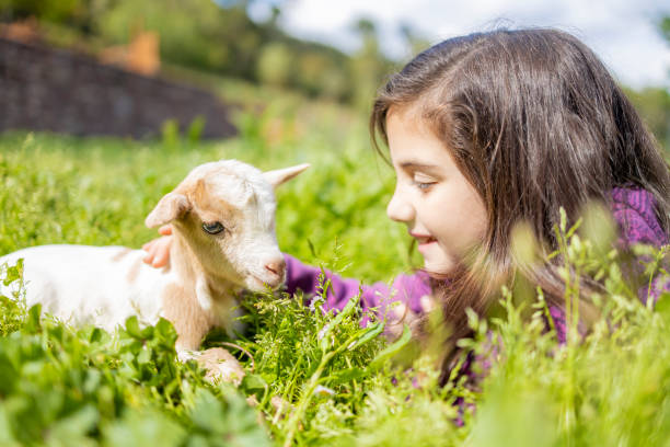istock Little girl looking a goat on the grass 1150018698