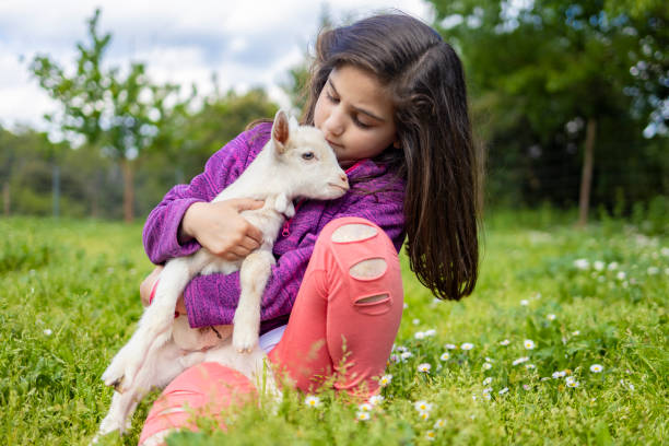 istock Little girl hugging a goat  on a field 1150018702