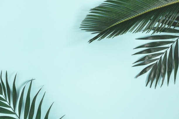 composition estivale. feuilles de palmier sur le fond bleu pastel. concept d’été. lay plat, vue de dessus, espace de copie - blue plate photos photos et images de collection
