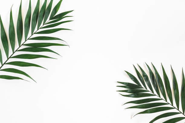 istock Tropical palm leaves on white background. Summer concept. Flat lay, top view, copy space 1150020460