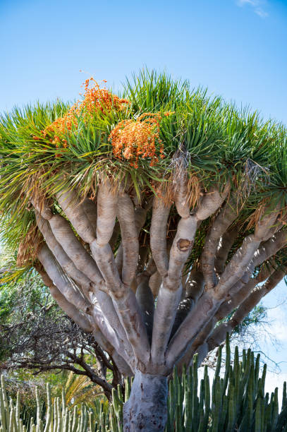 istock Dragon tree with orange fruits 1150021211