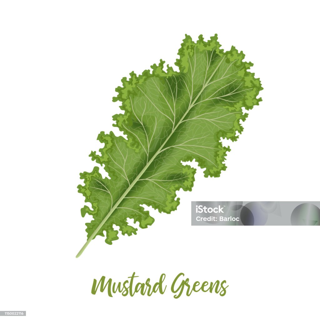 Hojas verdes de mostaza rizado frescas, Brassica juncea. aislado. Concepto de comida. Fresco y jugoso repollo crudo. - arte vectorial de Brassica libre de derechos