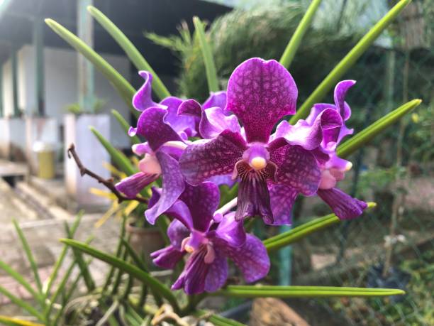 istock Orchid at botanical garden 1150022197