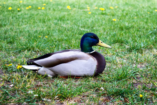 istock Water duck sitting on green grass 1150022237