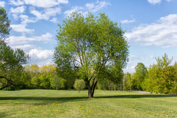 istock Idyllic landscape with meadow on sunny summer day 1150022324