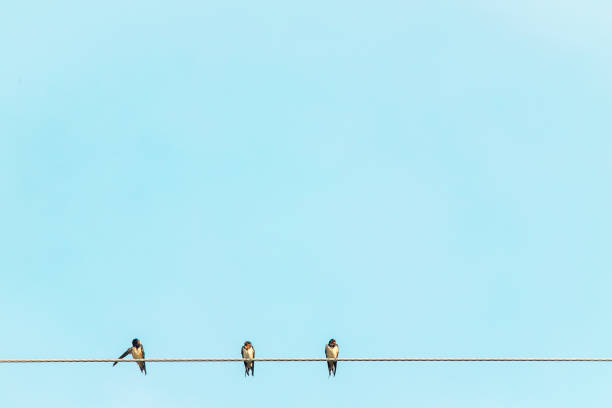 istock swallow birds sit on electric cable wire rural summer environment 1150027164