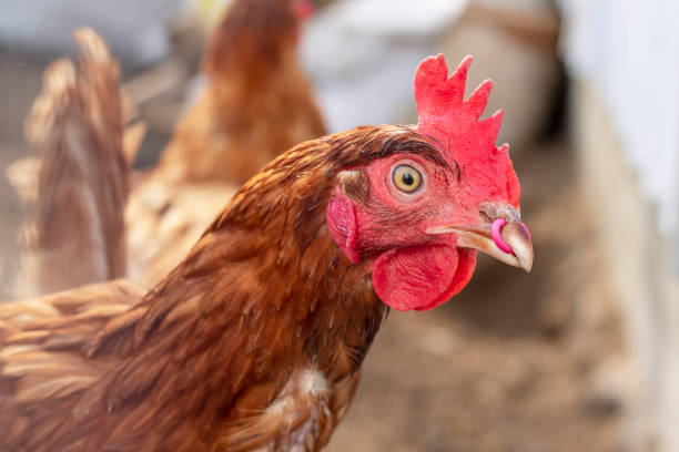 istock Portrait of brown chicken with piercing in a beak. 1150032008