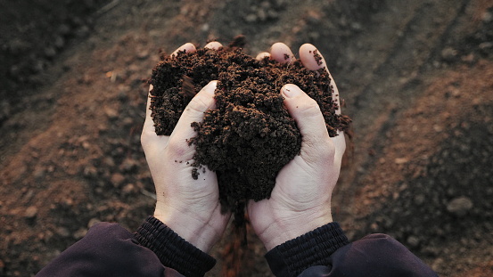 Top view: Farmer holding soil in hands close-up. Male hands touching soil on the field. Farmer is checking soil quality before sowing wheat.