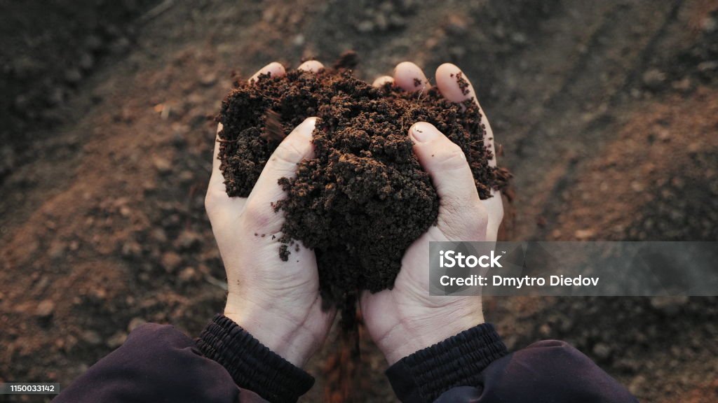 Farmer holding soil in hands close-up Top view: Farmer holding soil in hands close-up. Male hands touching soil on the field. Farmer is checking soil quality before sowing wheat. Dirt Stock Photo