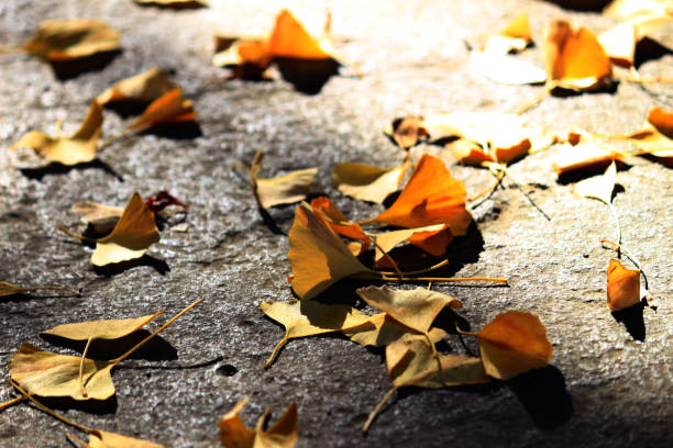 istock Autumn scene where ginkgo leaves fall on cobblestone 1150033233