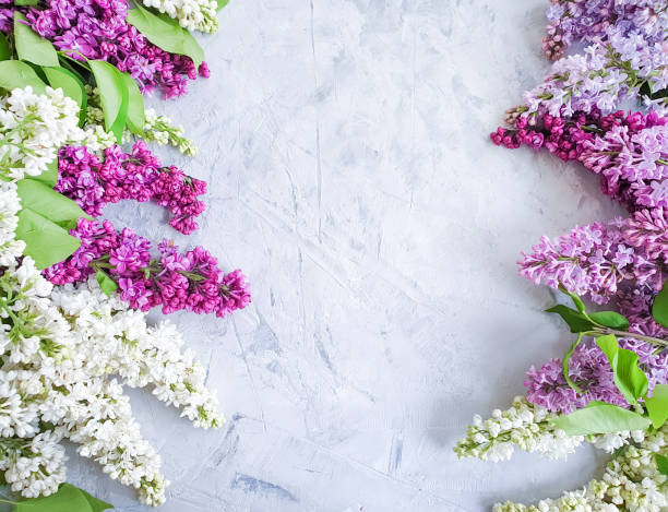 istock lilac flower on gray concrete background frame 1150033471