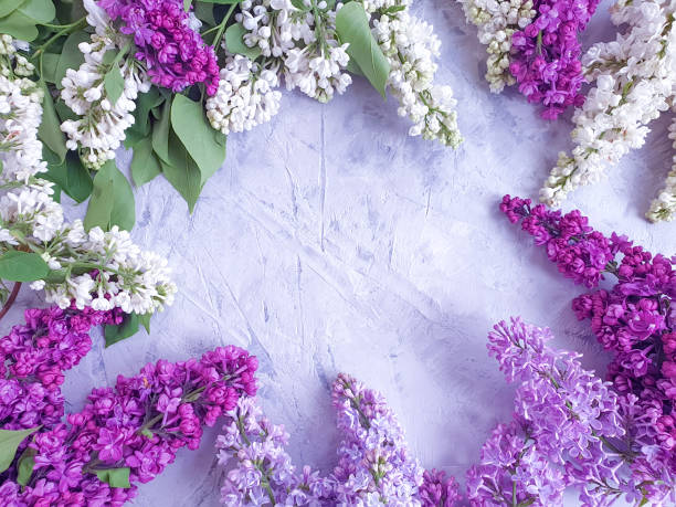 istock lilac flower on gray concrete background frame 1150033794