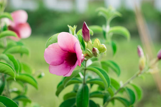 Beautiful allamanda flower, Purple allamanda flower in nature background.