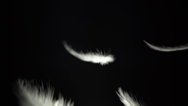 Feather is falling slow motion