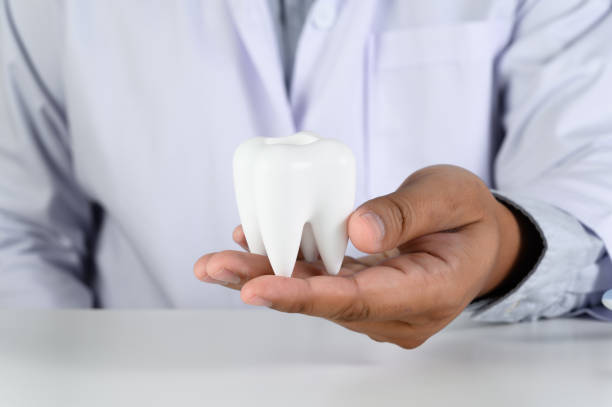 istock Dental hygiene and education Tooth, health, dentistry concept 1150036070
