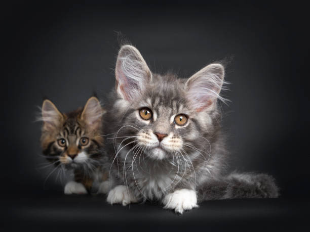 istock Blue tabby with white Maine Coon kitten on black 1150036320
