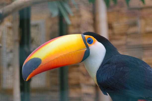 istock Toco Toucan (Rampastos toco) bird close up 1150038492