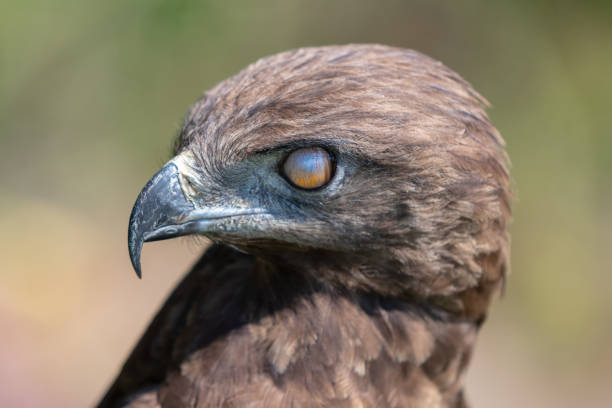 A Brown Snake Eagle showing the nictitating membrane that protects the eye. A Brown Snake Eagle showing the nictitating membrane that protects the eye. brown snake eagle stock pictures, royalty-free photos & images