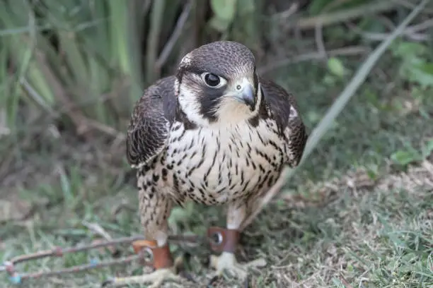 Photo of A tethered Lanner Falcon trained for falconry.