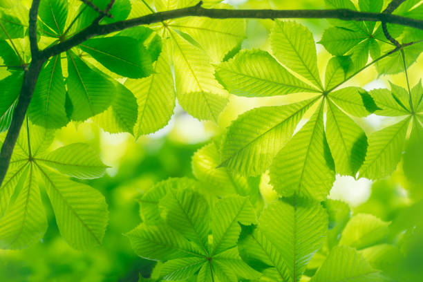 istock Leaves of the Chestnut tree 1150039154