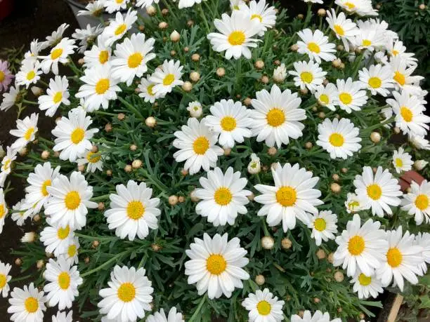 Stock photo of marguerite daisies growing in English summer garden in plastic plant pots, with silver green leaves, flowers and flowerbuds