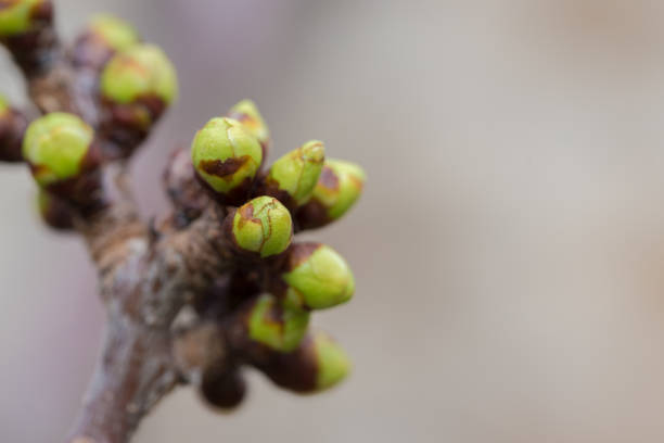 istock Branch of Plum Tree 1150040566
