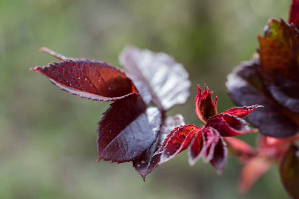 istock Burgundy Color Leaves 1150040739
