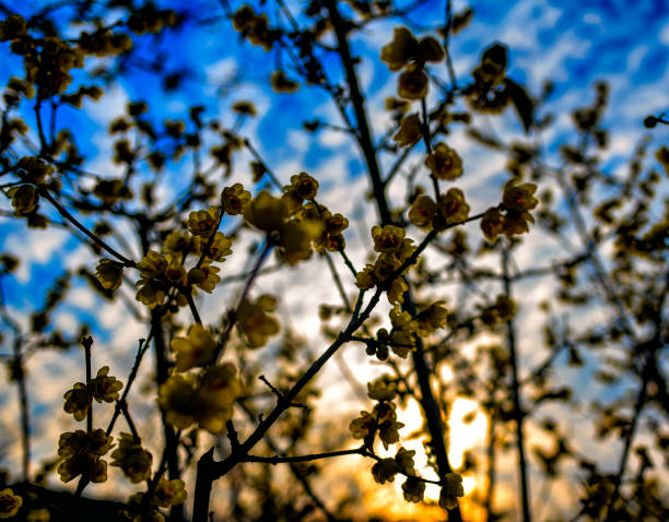 Springtime blossom scene shot at a Classical Chinese garden in Wuxi, China