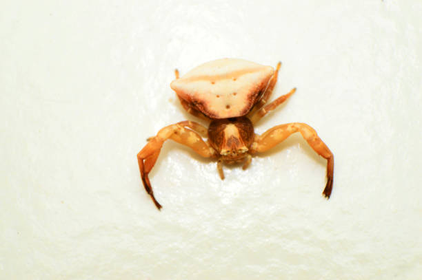 istock Crab spider, Thomisus sp, Satara, Maharashtra, India 1150041813