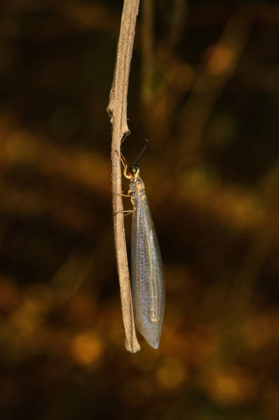 antlion-myrmeleontidae, satara, maharashtra, india - formicarius imagens e fotografias de stock