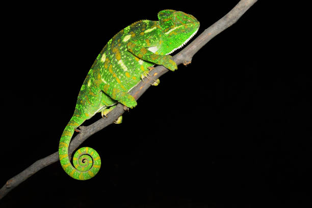 istock Indian chameleon, Chamaeleo zeylanicus, Satara, Maharashtra, India 1150041954