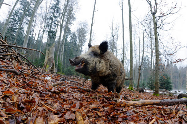 javali selvagem (scrofa do sus) - wild boar - fotografias e filmes do acervo