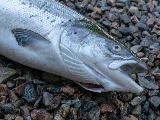 istock Freshly caught salmon lying on gravel 1150042366