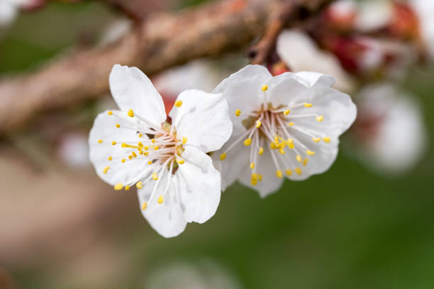 istock Apricot Flowers Close up 1150044316