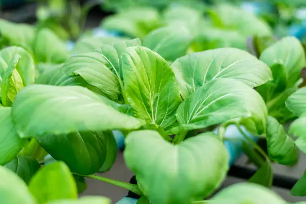 Bok choy or Chinese-cabbage in Hydroponics
 Farm