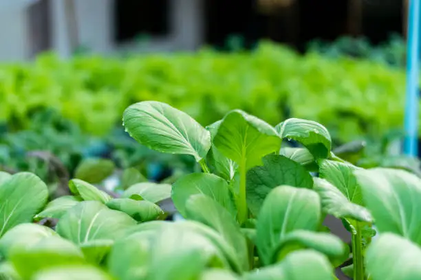 Bok choy or Chinese-cabbage in Hydroponics
 Farm