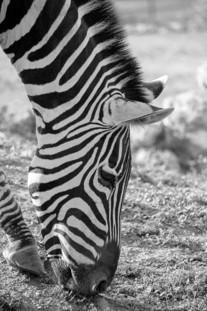 istock Grant